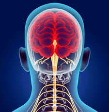 Trápaga bizkarrezurraren nerbio-kanalen ilustrazioa